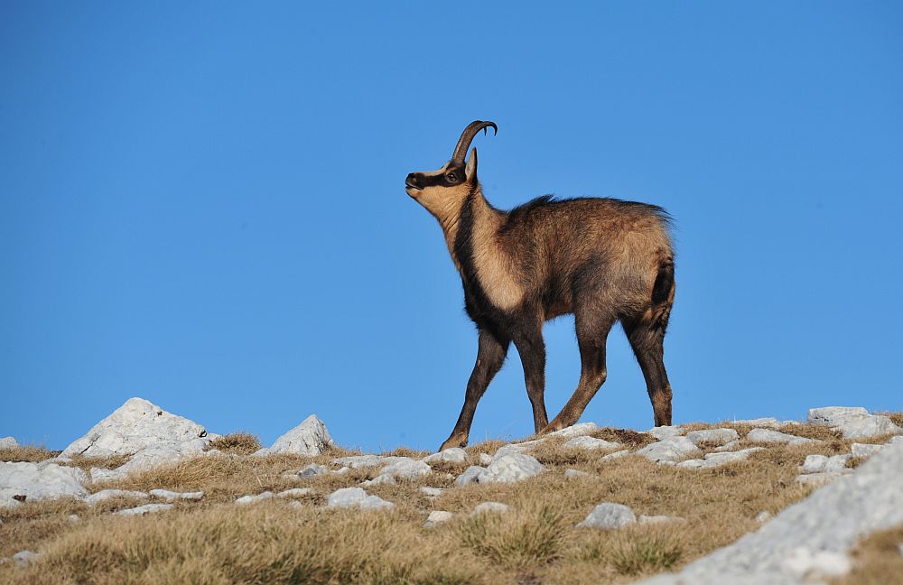 Camoscio appenninico - Rupicapra pyrenaica ornata